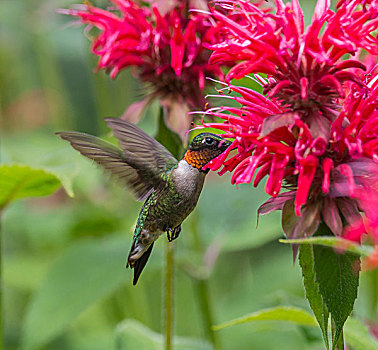 蜂鸟,鲜明,粉色,花,安大略省,加拿大