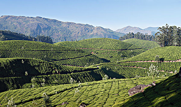 茶园,高地,西高止山,喀拉拉,印度,南亚,亚洲