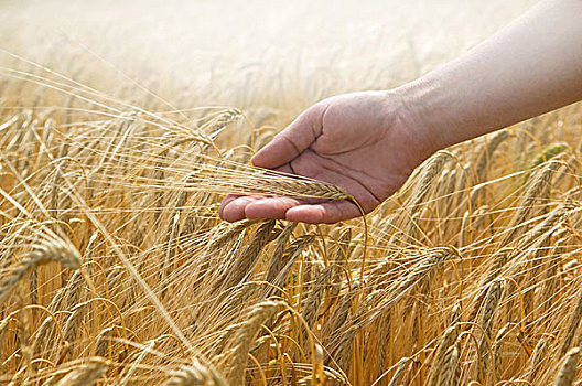 手,接触,小麦