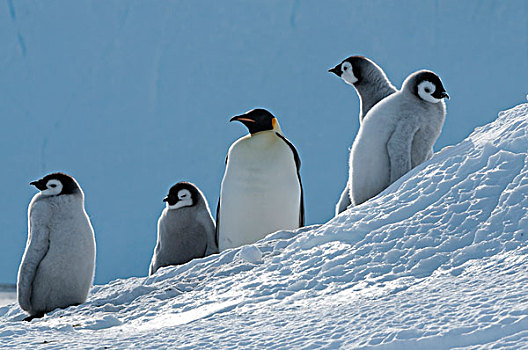 帝企鹅,成年,湾,东方,南极