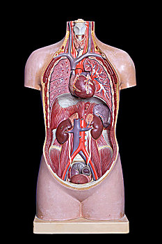躯干,解剖模型
