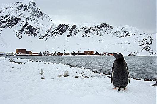 巴布亚企鹅,企鹅,成年,站立,雪,遮盖,沿岸,靠近,老,捕鲸,车站,格利特维肯,南乔治亚,大西洋