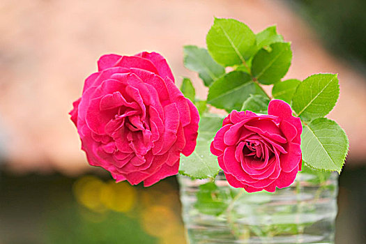 两个,玫瑰,花瓶