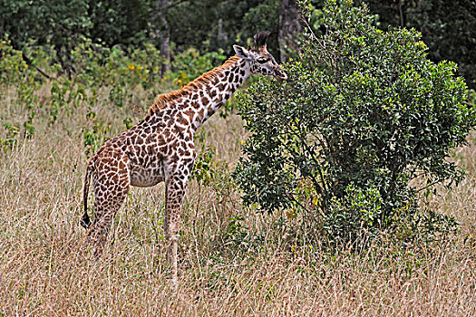 马萨伊,长颈鹿,马赛马拉国家保护区,肯尼亚,东非,非洲