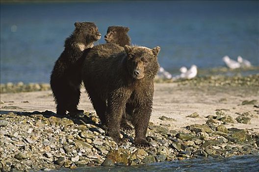 大灰熊,棕熊,6-8岁,老,幼兽,母兽,看,熊,卡特麦国家公园,阿拉斯加