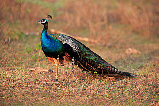 印度,孔雀,蓝孔雀,成年,雄性,警惕,国家公园,斯里兰卡,亚洲