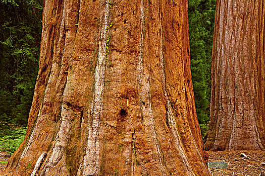 美洲杉,红杉国家公园,加利福尼亚,美国