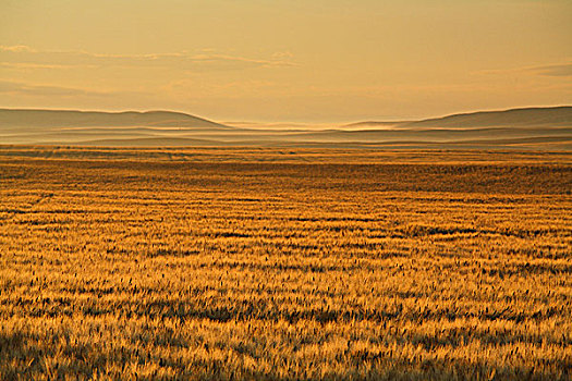 草原,黎明,公路,南,靠近,艾伯塔省,加拿大