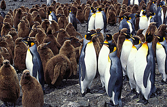 帝企鹅,生物群,幼仔,成年,索尔兹伯里平原,南乔治亚