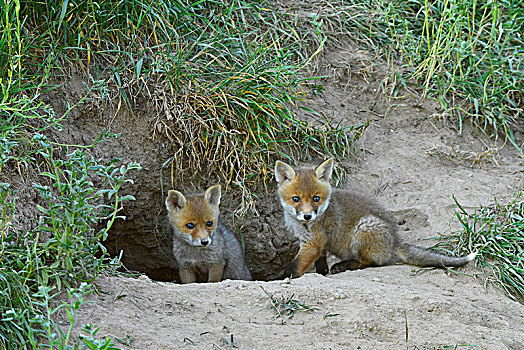 红狐,狐属,小动物,中间,生物保护区,萨克森安哈尔特,德国,欧洲