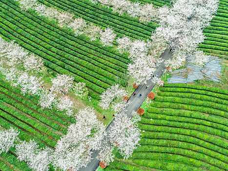 茶园里的樱花树