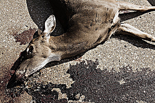 死,鹿,路边,伊利诺斯,美国