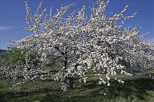 苹果树,安那波利斯谷地,新斯科舍省,加拿大