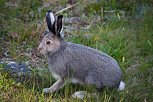 北极兔,兔属,极地,兔子,国家公园,拉布拉多犬,加拿大