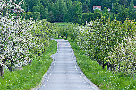 花,果树,乡间小路