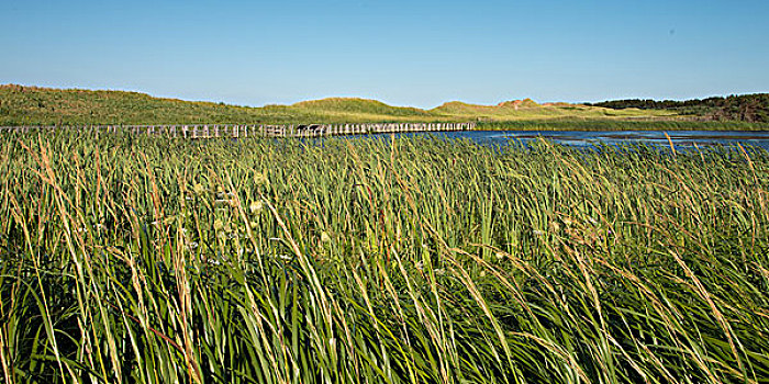 草,湿地,小路,绿色,山墙,爱德华王子岛,加拿大