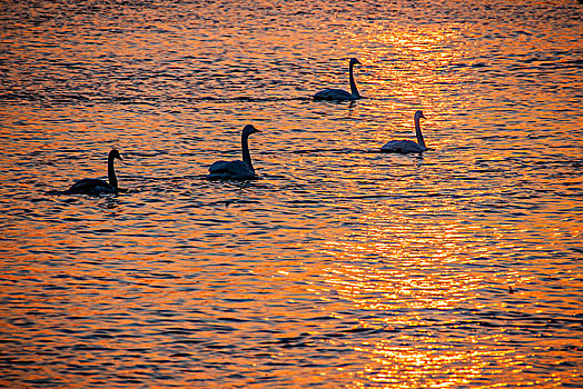 夕阳下的山东威海烟墩角海边天鹅湖