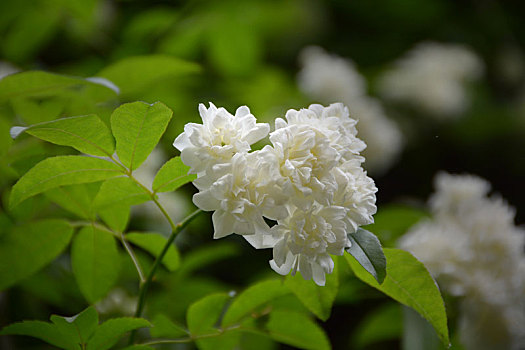 木香,木香花,白花,小白花