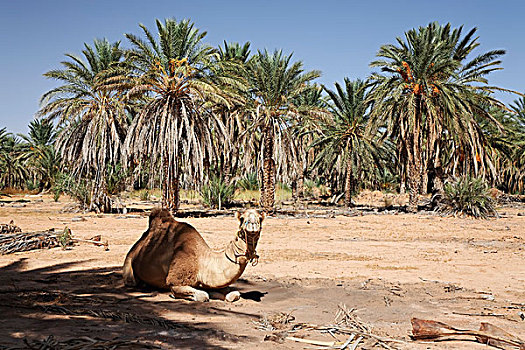 单峰骆驼,坐,下面,树,绿洲,撒哈拉沙漠,突尼斯,区域,北非,非洲