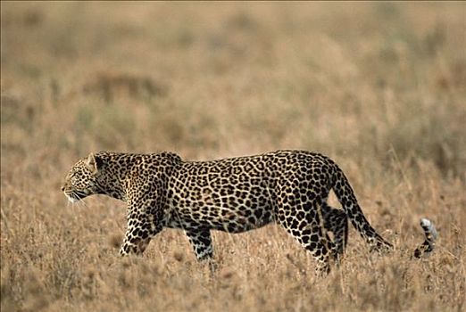 豹,高草,塞伦盖蒂国家公园,坦桑尼亚