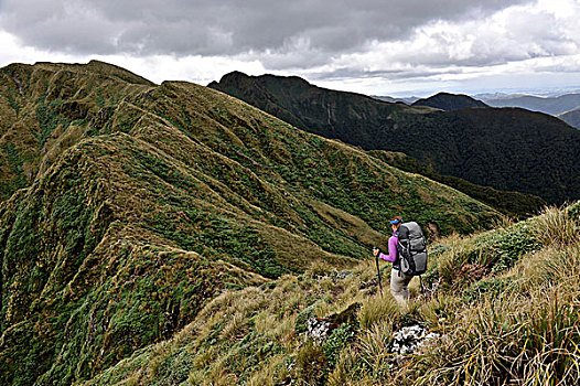 后视图,女性,远足,山,山脊,新西兰