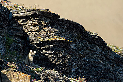 挪威,斯瓦尔巴特群岛,岛屿,北极狐,小动物,坐,岩石,山坡