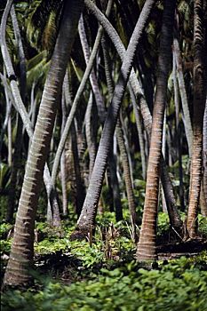 棕榈树,干椰肉,种植园
