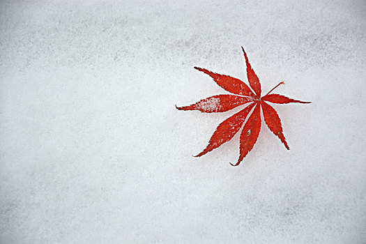 雪与红枫