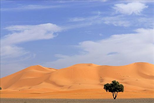树,正面,沙丘,却比沙丘,梅如卡,摩洛哥,北非