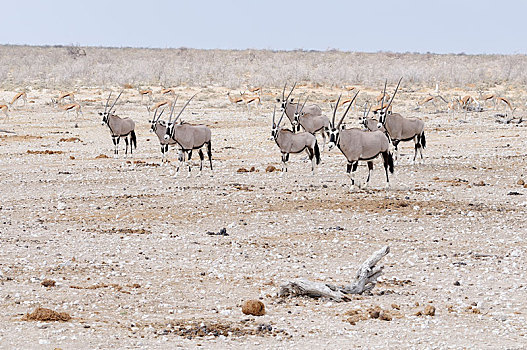 南非大羚羊,羚羊,埃托沙国家公园,靠近,区域,纳米比亚,非洲