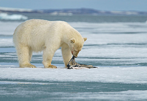 北极熊,小猫,海豹,皮肤,进食,捕获,浮冰,斯瓦尔巴特群岛,挪威,北极,欧洲