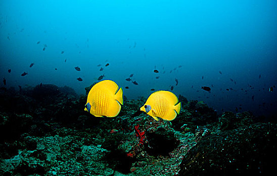 黄色蝴蝶鱼,红海,蝴蝶鱼,黃色蝴蝶鱼,吉布提,非洲