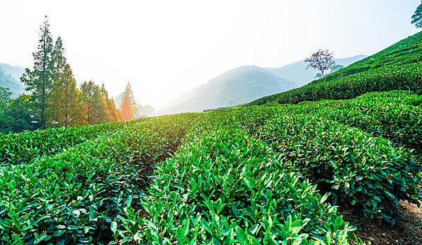 杭州龙井茶乡基地