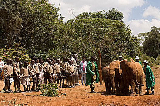 肯尼亚,内罗毕,大象孤儿院,孩子,看,孤儿动物,大象,吃,警惕,眼,非洲