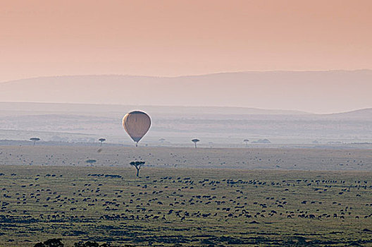 气球,旅游,上方,角马,迁徙,马赛马拉国家保护区,肯尼亚