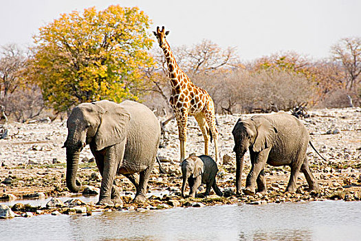 纳米比亚,非洲,非洲象,长颈鹿,水潭,胜地