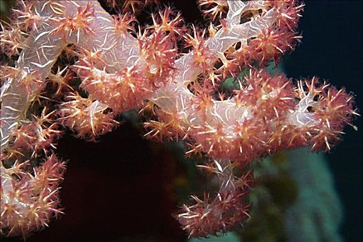 特写,软珊瑚,水下,米尔恩湾,巴布亚新几内亚
