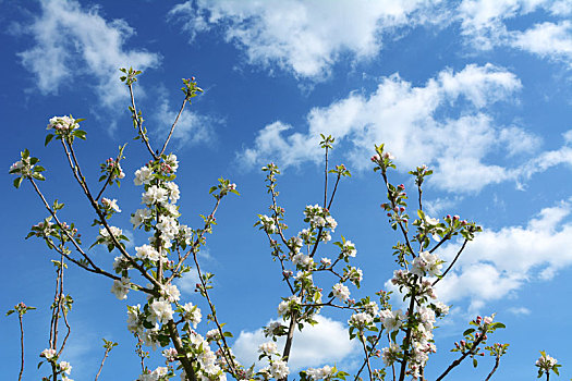 苹果树,枝条,白花,花,向上,天空