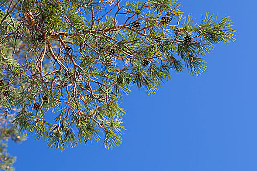 松树,枝条,高处,清晰,蓝天