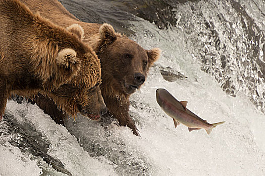 三文鱼,跳跃,两个,熊,瀑布