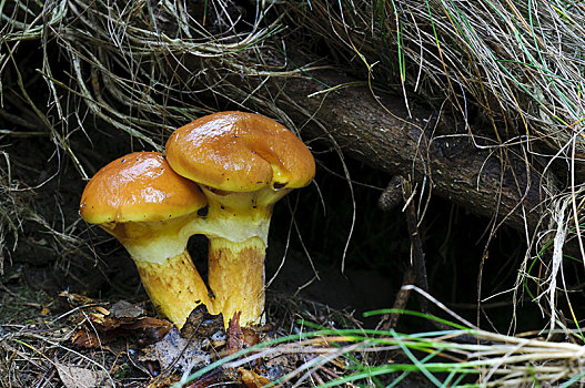 落叶松属植物,牛肝菌,两个,结果,矮树丛,公园,诺丁汉郡,英格兰,英国,欧洲