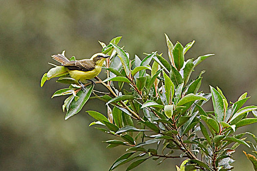 捕蝇鸟,栖息,枝条,靠近,国家公园,东南部,厄瓜多尔