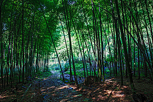 鄞州,塘溪镇,山路,张家岭古道,竹林,翠竹,竹子