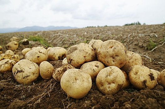 马铃薯亩产图片