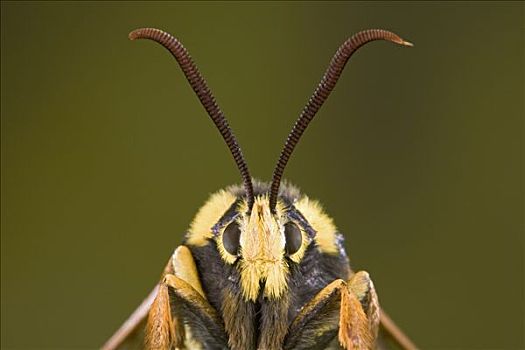 大黄蜂,模仿,欧洲