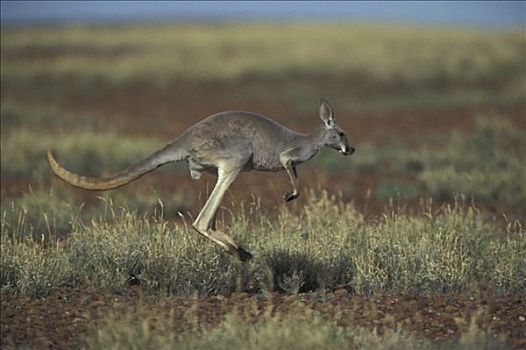 红袋鼠,成年,跳跃,国家公园,澳大利亚