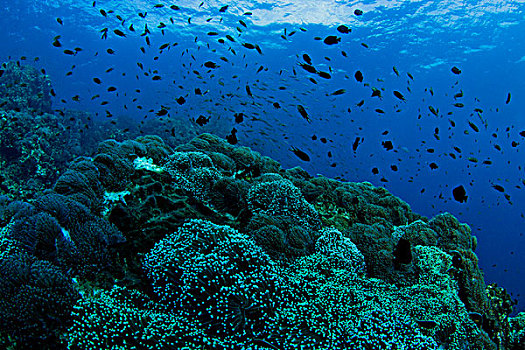 水下视角,鱼群,礁石,斯米兰,国家级保护区,安达曼海,泰国