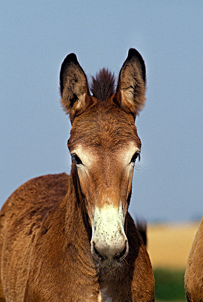 donkeyhorse图片