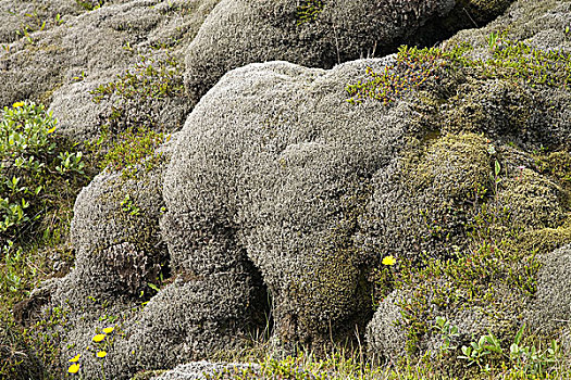 熔岩原,繁茂,苔藓,冰岛,欧洲