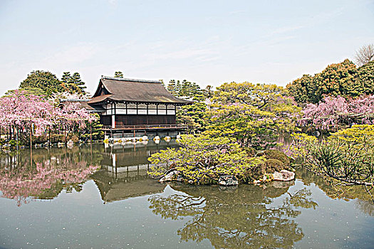 樱花,花园,京都,日本
